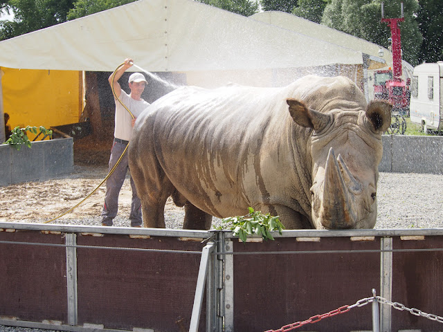 Une bonne douche pour le rhinocéros Tsavo