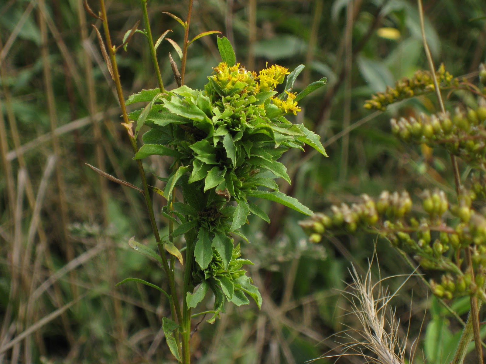 Capital Naturalist by Alonso Abugattas Goldenrod Safari