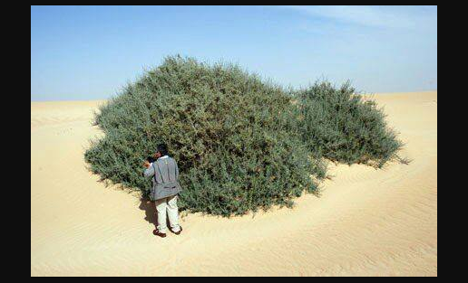 tanam pohon israel zionis