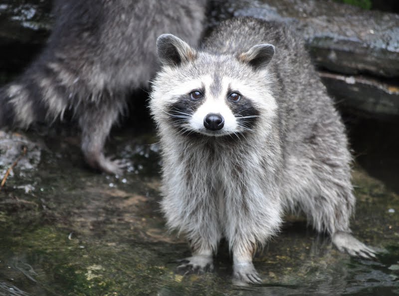 ZOOTOGRAFIANDO (6.100 ANIMALS): MAPACHE / COMMON RACCOON (Procyon lotor)