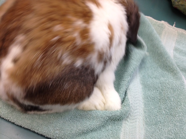 Veterinary Internship: Day 32: Cysts and Strange Muscular Movement