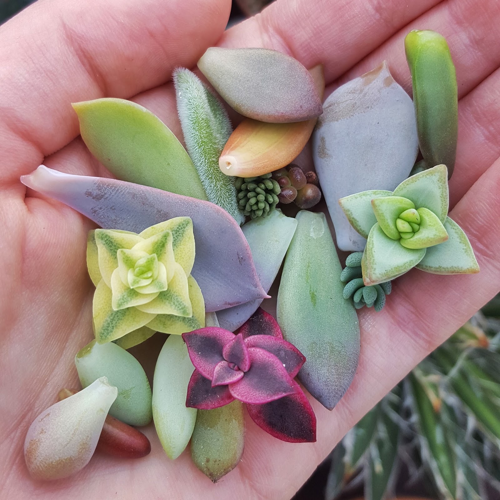 Succulent leaves for propagation