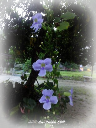 bunga berwarna biru 