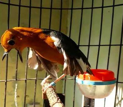 Cara Dan Trik Membuat Anis Merah Teler Gacor Setiap Hari Paling