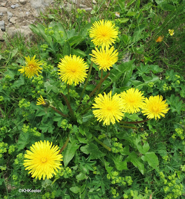 dandelions, Taraxacum officiale dandelions, Taraxacum officiale