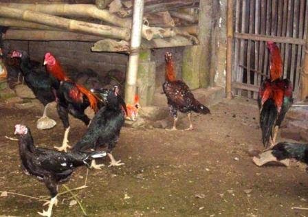 Jenis Dan Penataan Kandang  Ayam  Ternak Ayam 