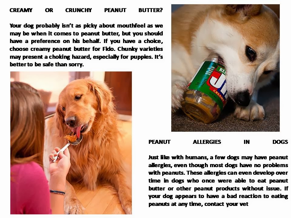 is it ok to give a dog peanut butter