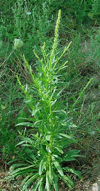 Blumensprache Reseda Roseda