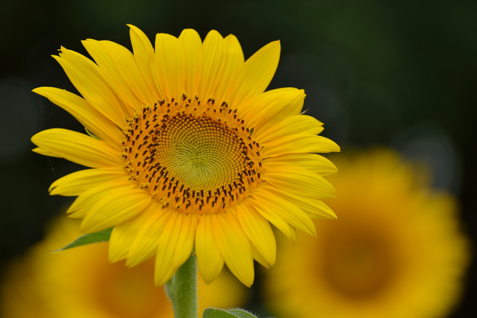 Bank of PhotoGraphics Sunflower