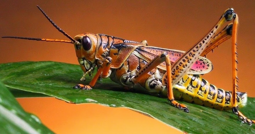 Soal Biologi Animalia Invertebrata Kunci Jawaban 50 Pilgan Muttaqin Id