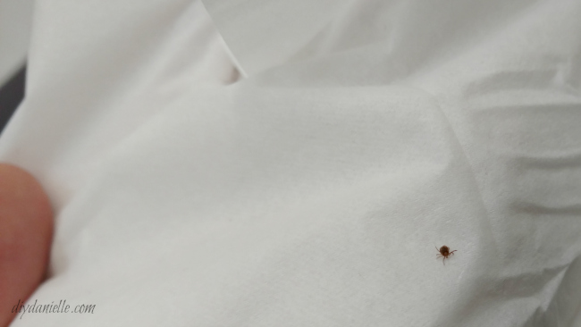 A tick post removal on a piece of tissue. Small tick after being removed using tweezers.