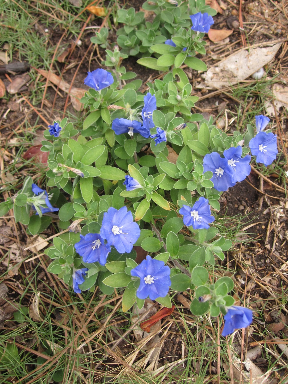 The OtHeR HoUsToN FULL SUN FLOWERS FOR HOUSTON SUMMERS Part 2 DETAILS