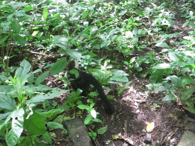 Nicaragua wildlife