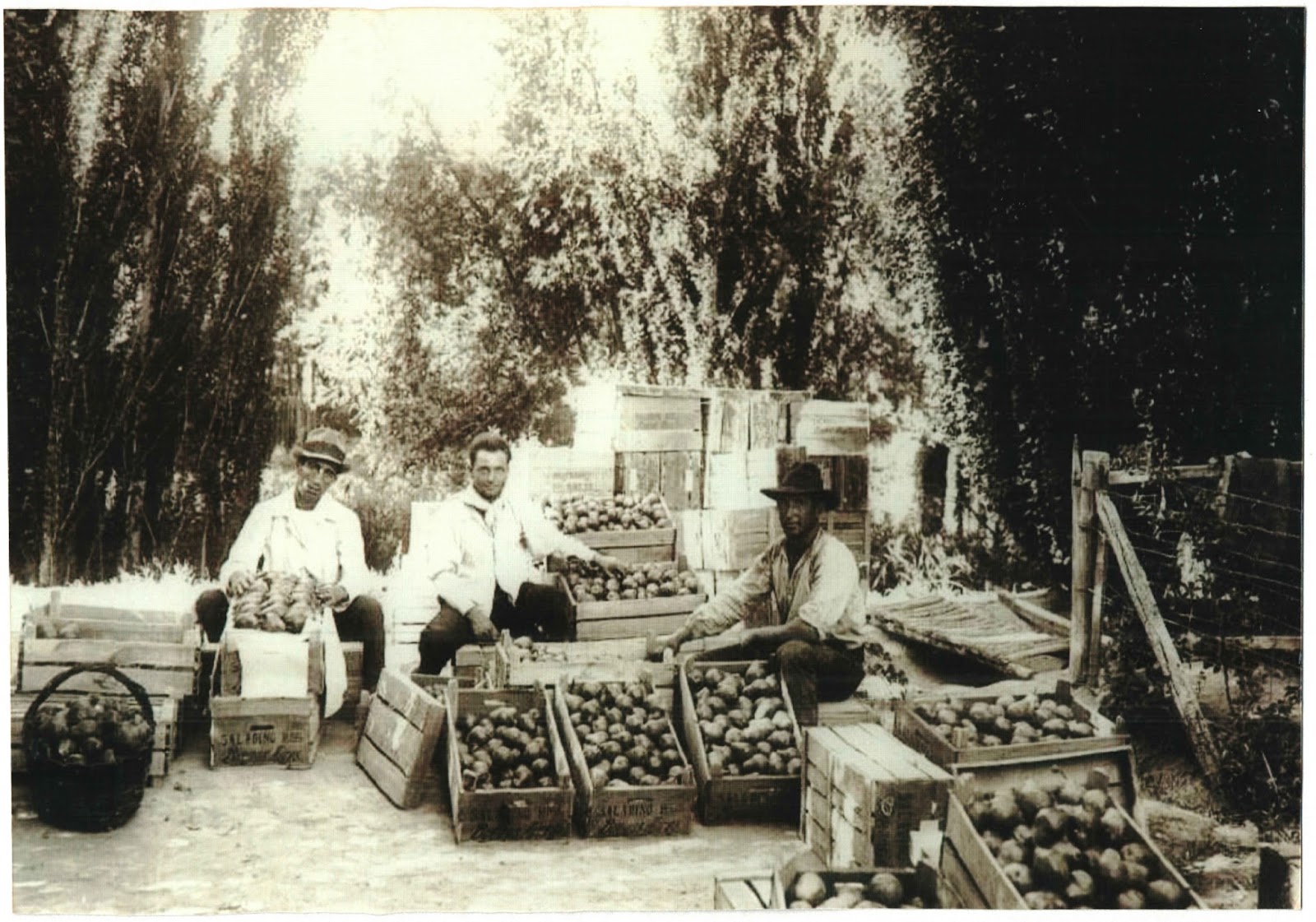 GEOGRAFÍA JAHUE: FOTOS ANTIGUAS DE LA CIUDAD DE PLOTTIER