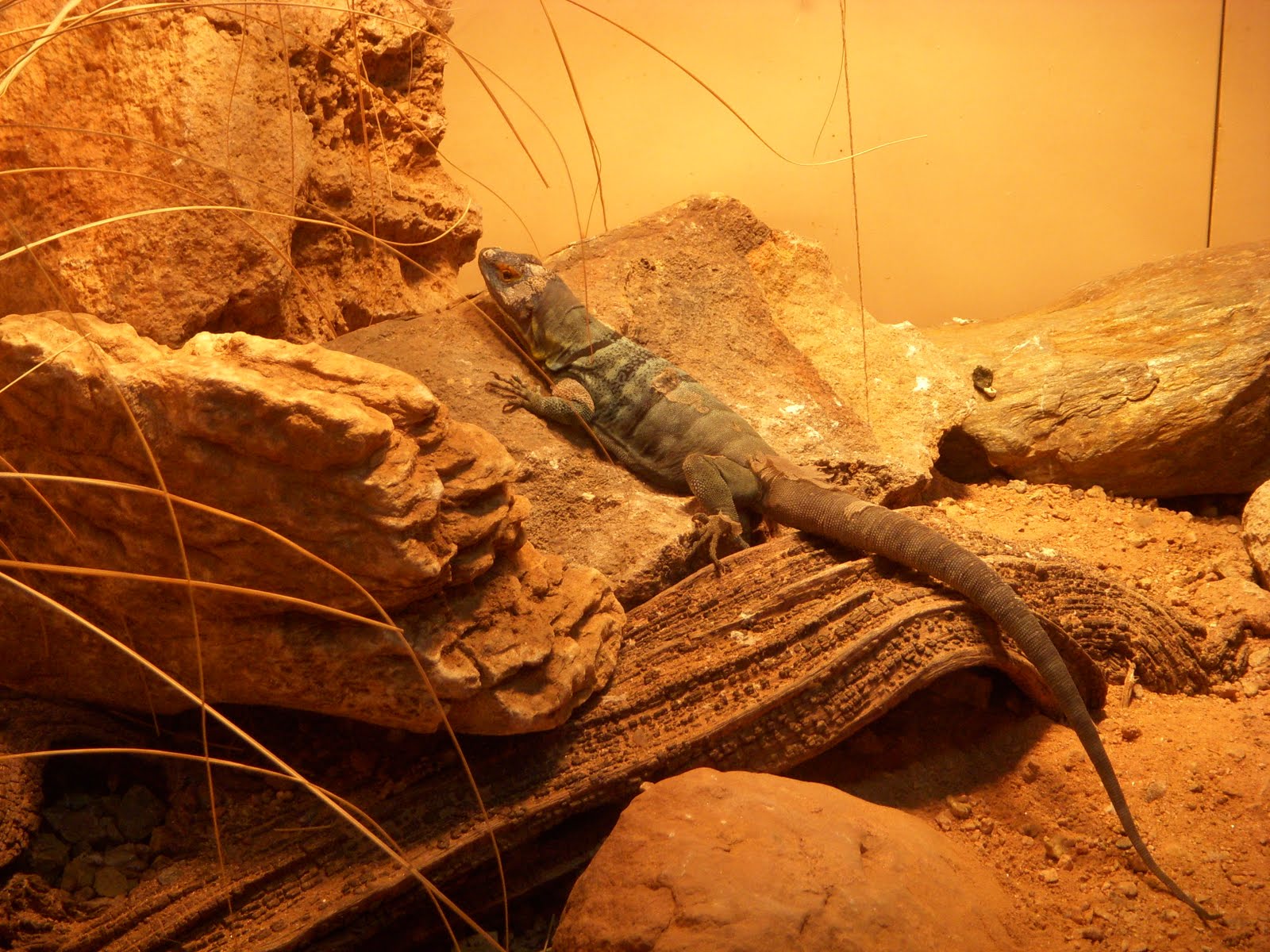 Raptormaniacs San Diego Zoo Part I Reptile Mesa