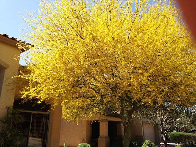 Our Desert Blooming Yard