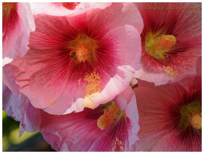 malwa różowa, Alcea rosea, malwa ogrodowa