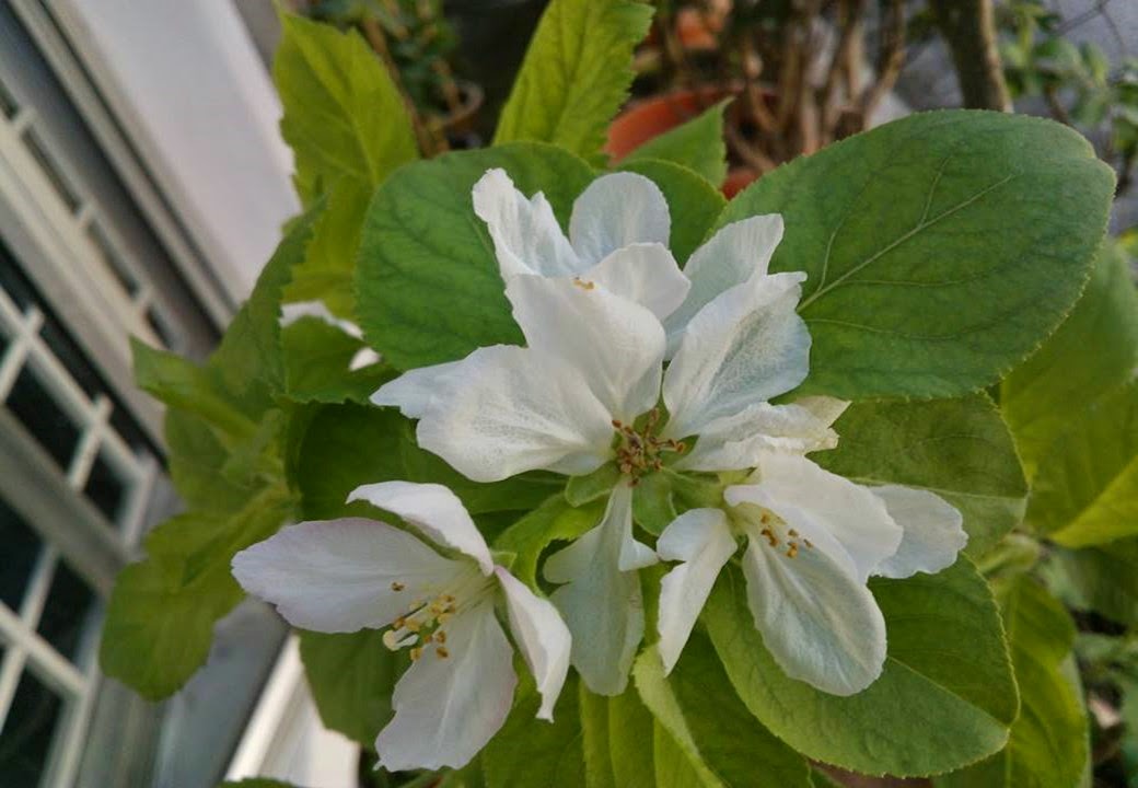 Floras Lovers ... All About Gardening: Bunga Epal Anna Dan Pear Nashi ...