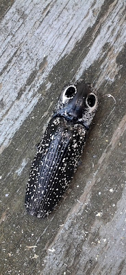 Big Eyed Elater, marvelous click bug over 2 inches long
