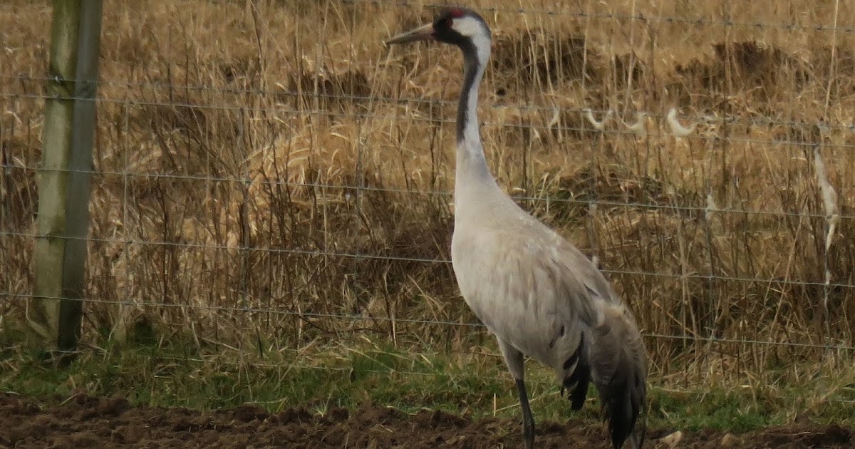 Literate herring, this way. Crane and C. latecincta