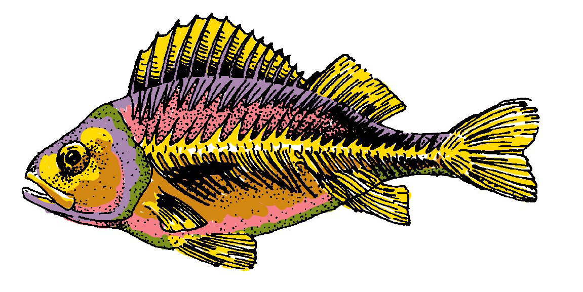 rainbow fish clip art free - photo #50