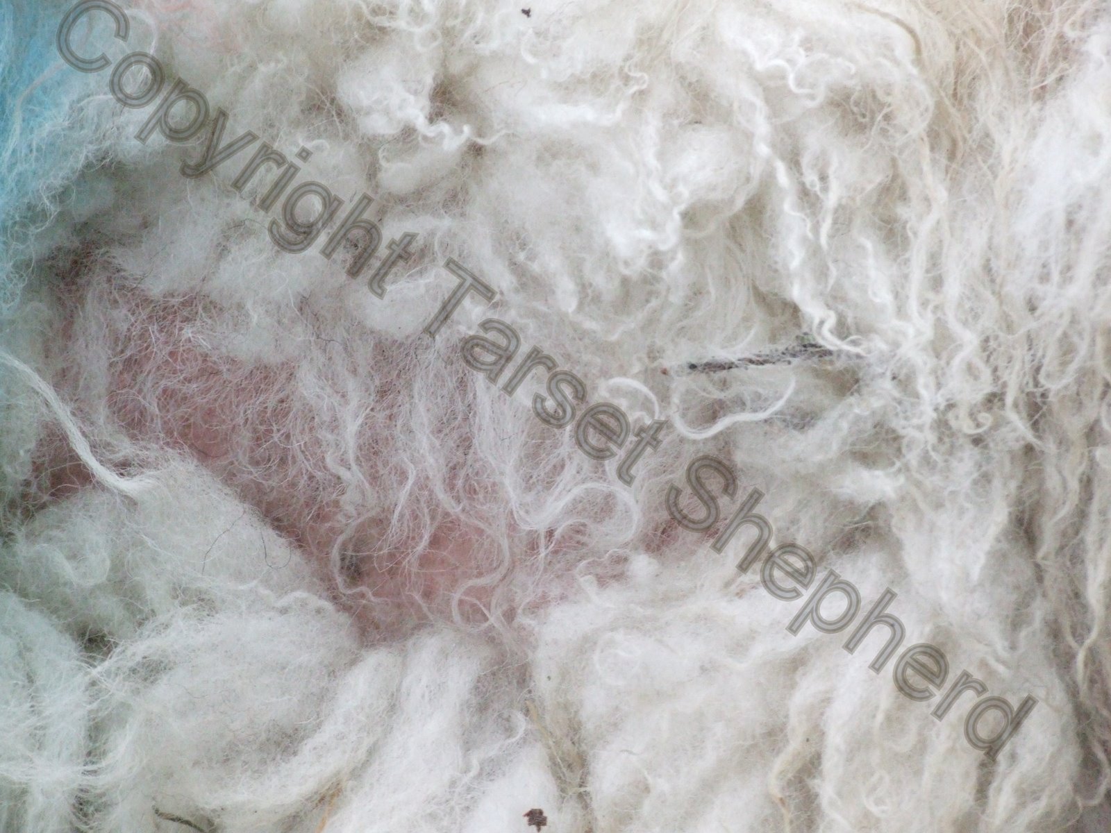Shepherd's blog: February 2011