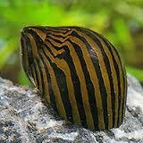 zebra-snail.jpg zebra-snail.jpg