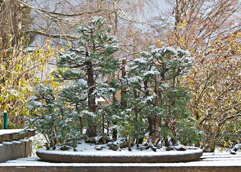 Walter Pall Bonsai Adventures The cembra pine forest
