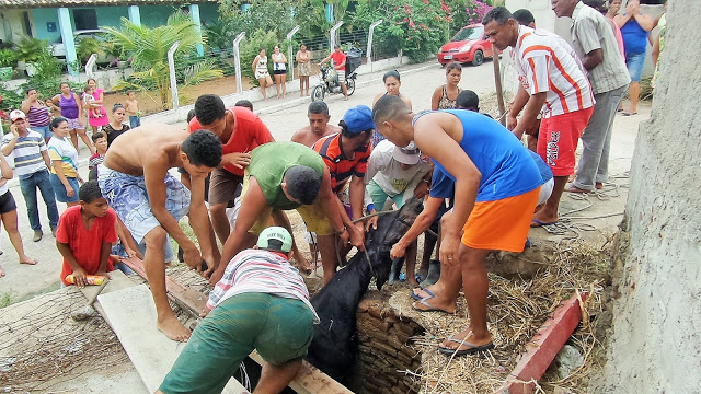 Em Pão de Açúcar/AL, populares resgatam animal  após cair em fossa séptica 