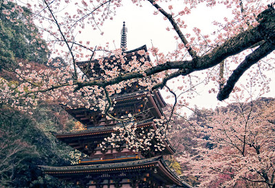 Primavera y cerezos en Japón