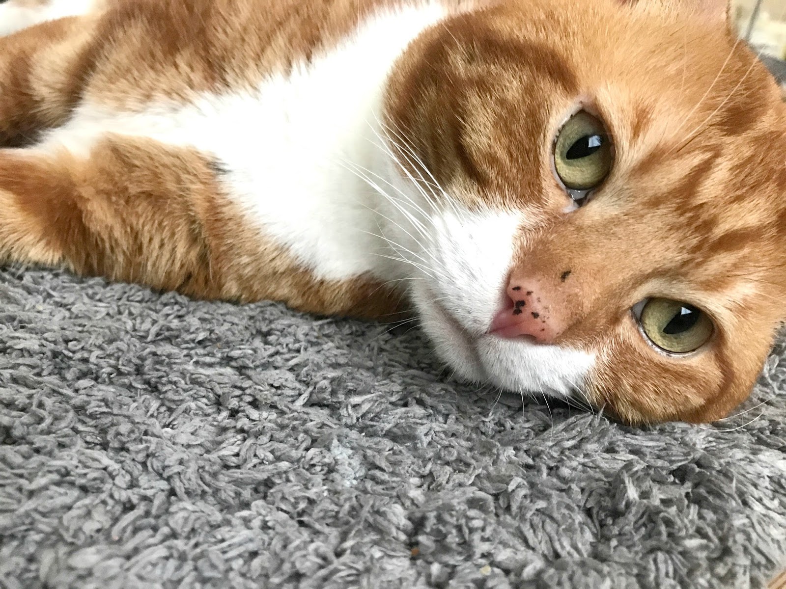 What Career Path Would Suit Your Cat? WhiskasCareerDay Newcastle