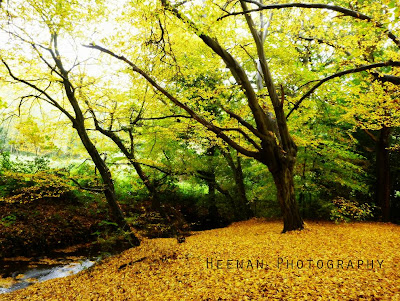 Autumn photo by Heenan Photography