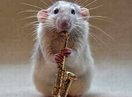 Funny Cute Mouse | Information & Latest Pictures | Funny And Cute Animals
