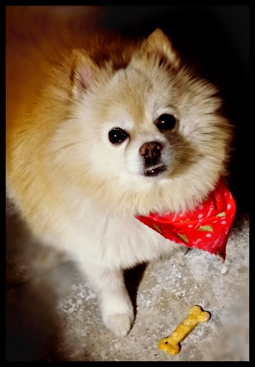 Suzy Homefaker: No Fuss Egg Nog Doggie Biscuits