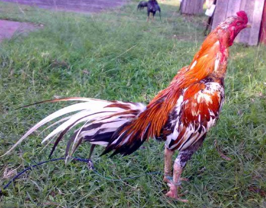 Jenis Ayam Petarung Favorit Di Indonesia - Panduan Cara Daftar Maxbet