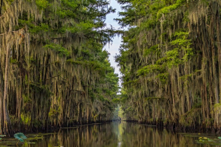 Top 10 Natural Wonders in North America - Caddo Lake, Texas and Louisiana, USA