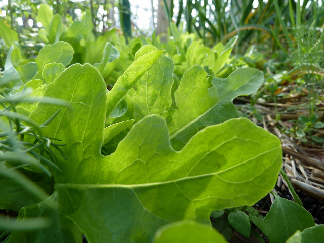 Oakleaf lettuce, Floyd Bennett Garden Association