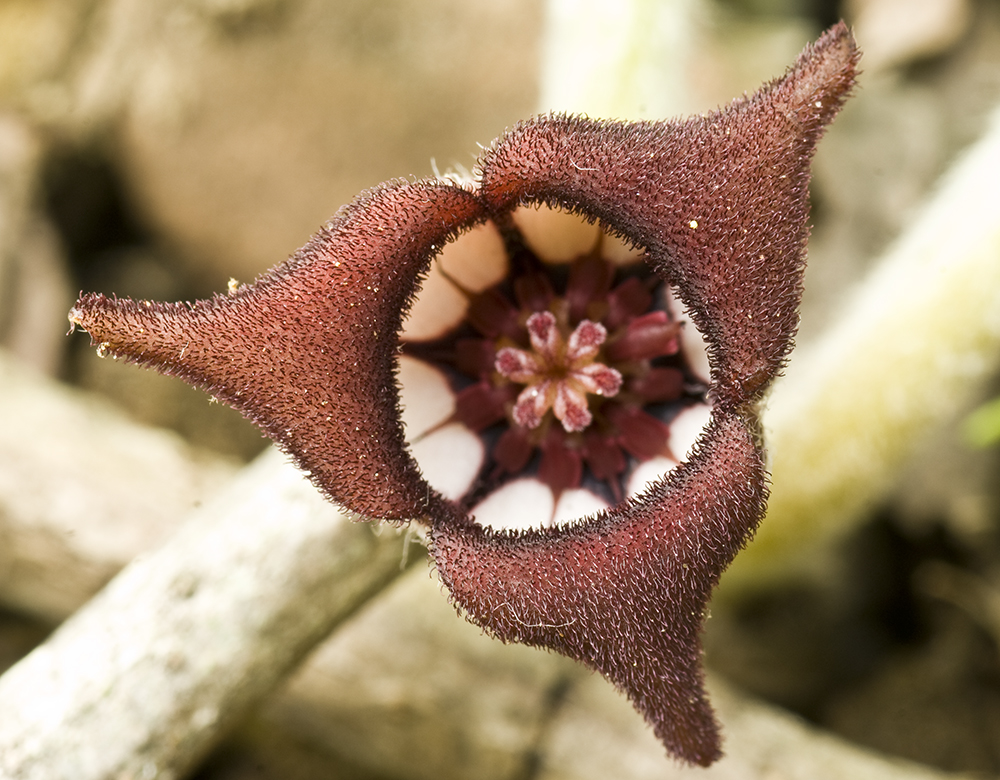 The 3 Foragers Foraging for Wild, Natural, Organic Food Wild Ginger Identified