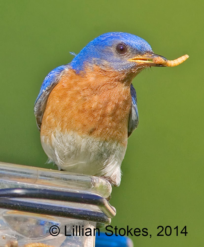 STOKES BIRDING BLOG: How to Help Bluebirds Survive in Winter