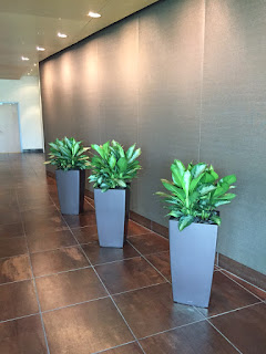 inside plant care;rental plant and flower program; weekly maintenance indoor plants;