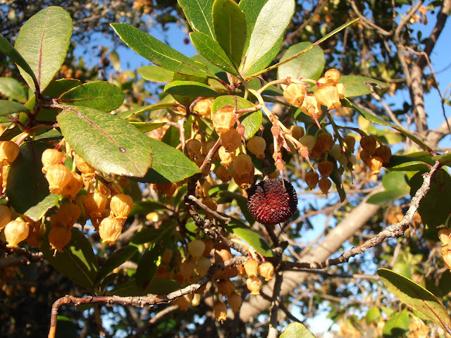 MADROÑO: Arbutus unedo | Plantas rioMoros