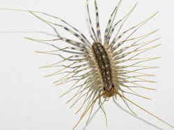 many legs centipede creepy cockroaches earth bug insect bugs legged insects cockroach silverfish identification very pests spiders sabah gnomes wall