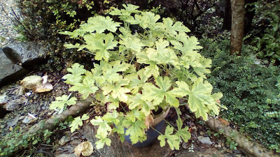 How to take cuttings A Beginner's Guide Pelargoniums Green Fingered Blog