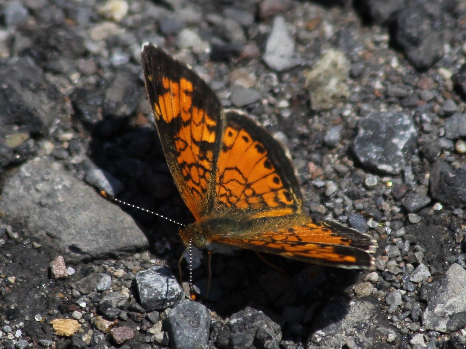 Journeys of The Key West Southernmost Walker: July 2013