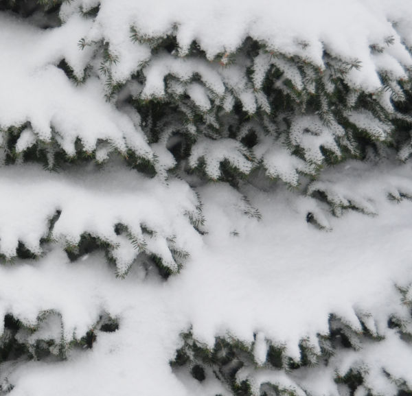 Northwest Conifer Connections How Do Conifers Survive the Cold?