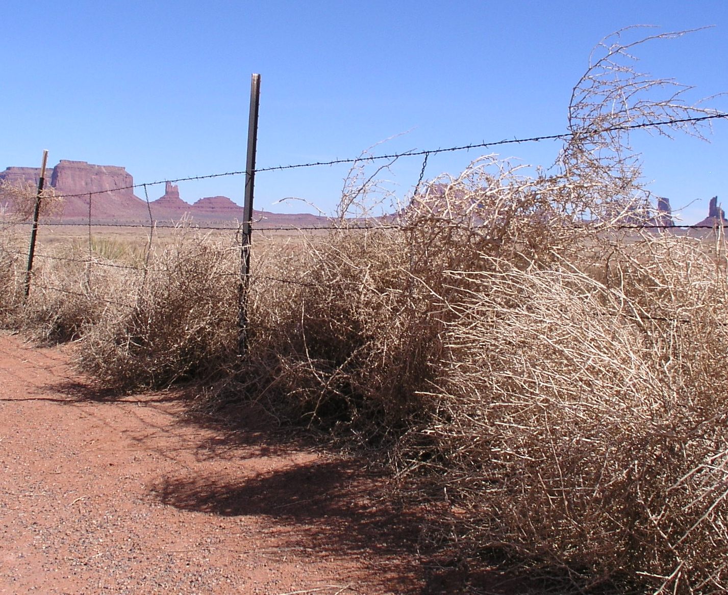 Heroes, Heroines, and History Tumbleweeds