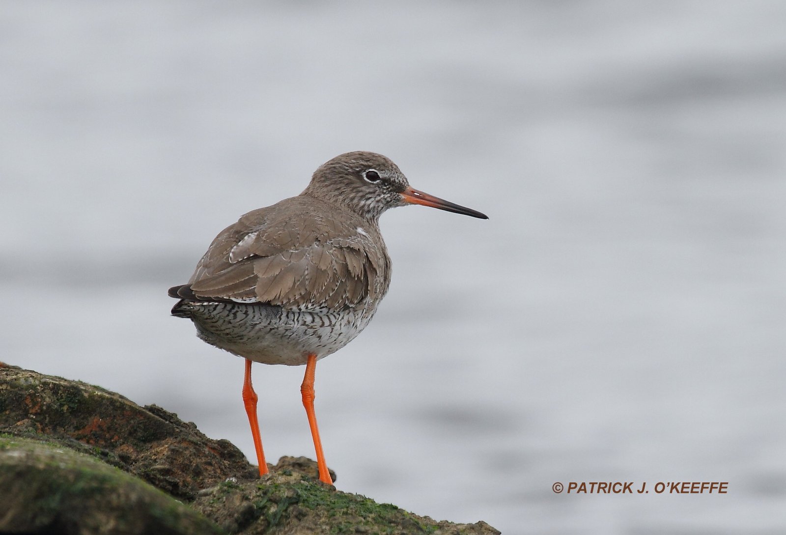 Raw Birds COMMON REDSHANK (Tringa totanus) Broadmeadow Estuary