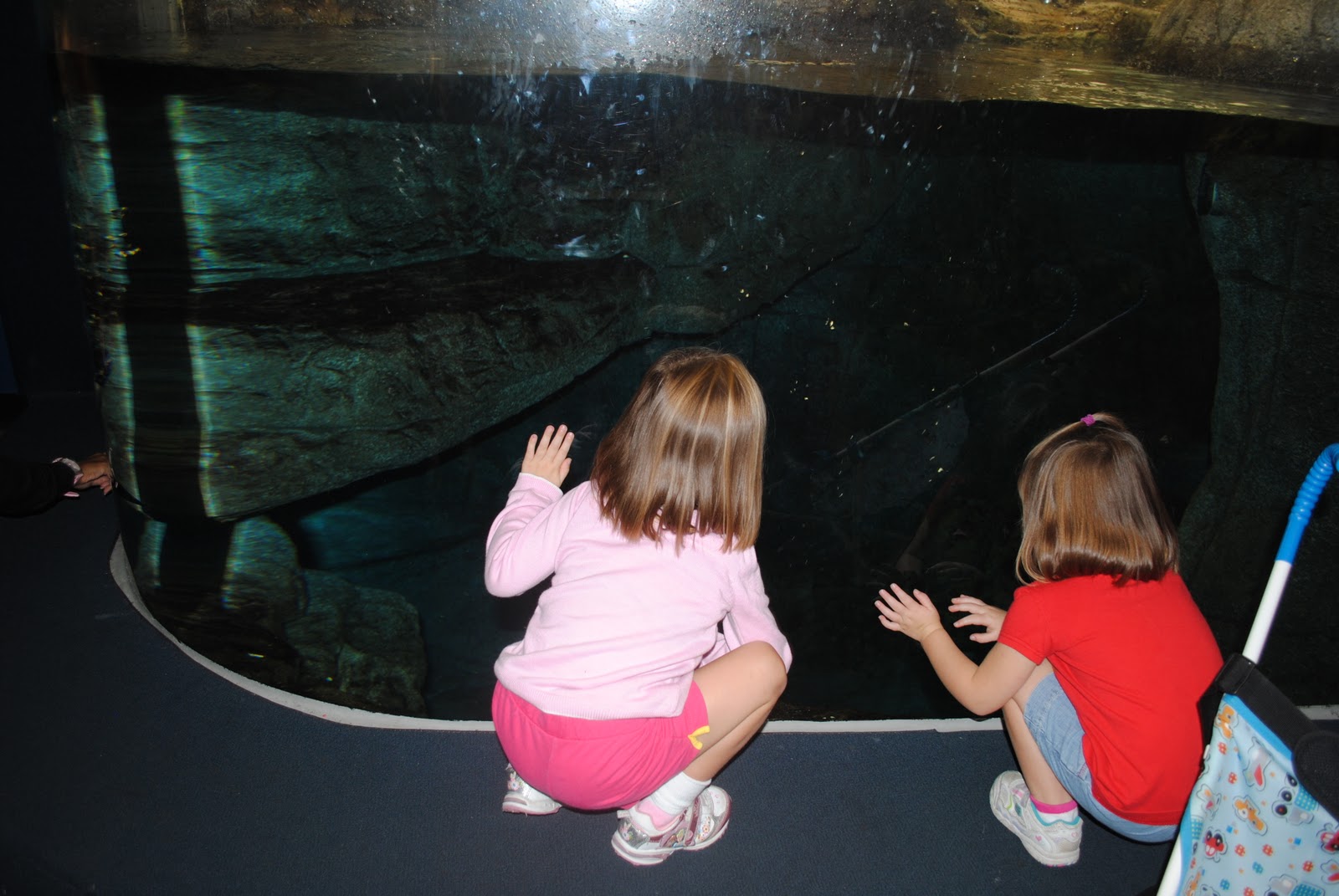 Getting Schooled Ripley's Aquarium in Pictures Gatlinburg, TN