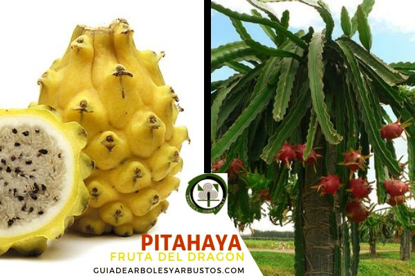 pitaya fruta donde comprar