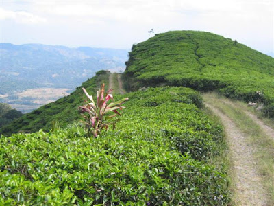 Perkebunan Teh Medini